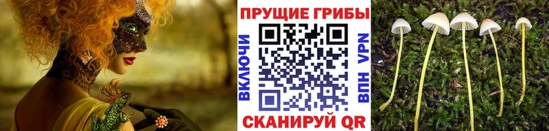 Псилоцибиновые грибы Psilocybe  что такое наркотик  Арамиль 